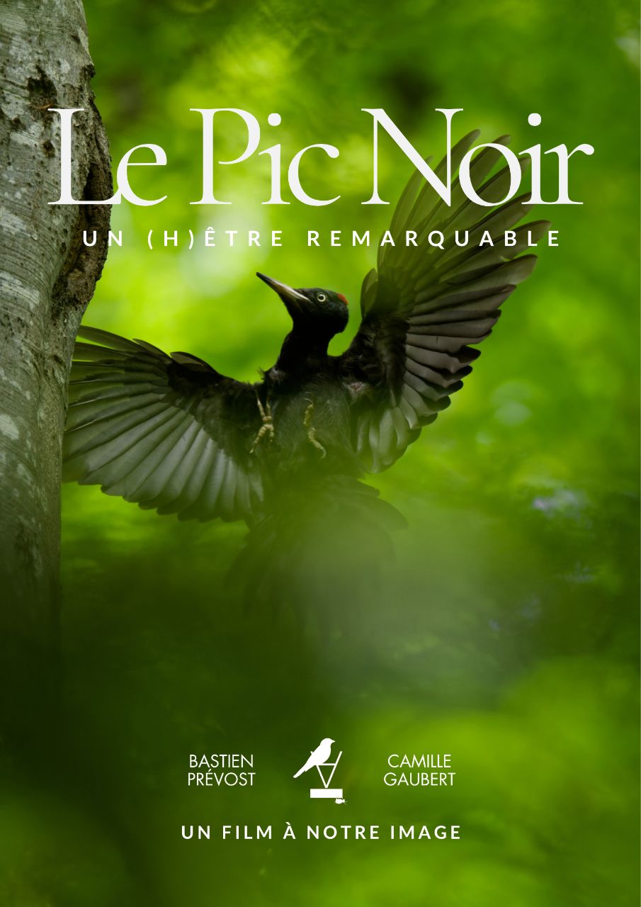 Balade/ciné/échange